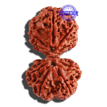 Load image into Gallery viewer, Gaurishanker Nepalese Rudraksha Bead No. - 186
