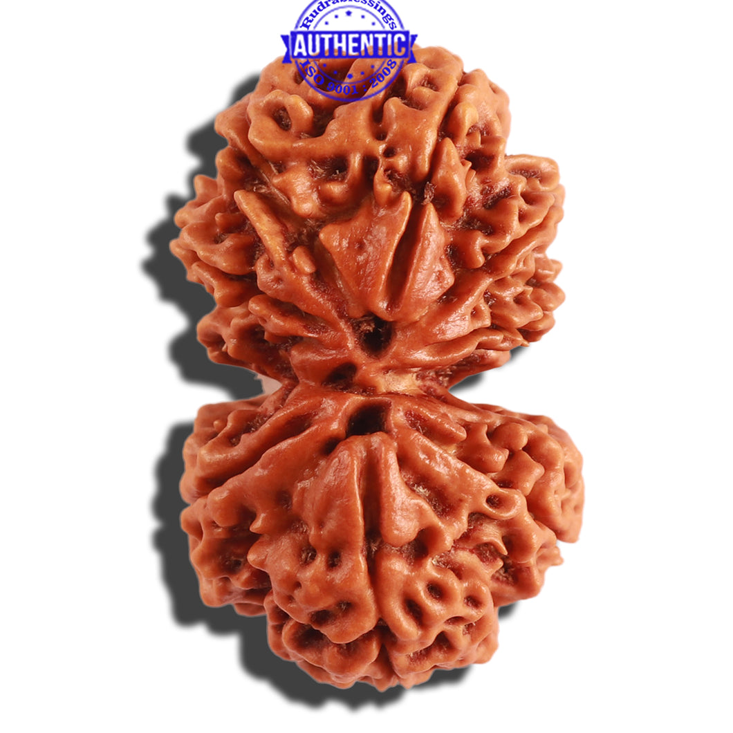Gaurishanker Nepalese Rudraksha Bead No. 187