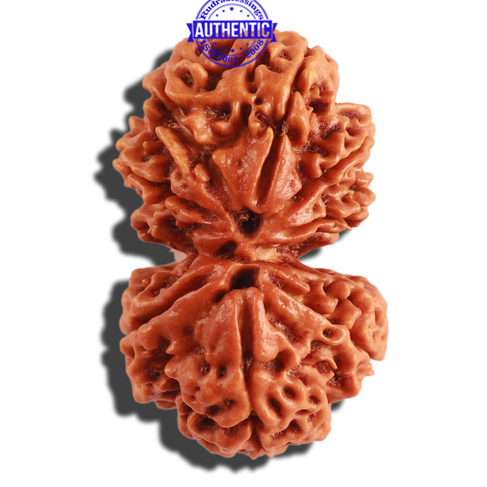 Gaurishanker Nepalese Rudraksha Bead No. 187