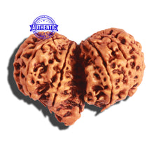 Load image into Gallery viewer, Gaurishankar Rudraksha with Ganesha - Bead No. 188
