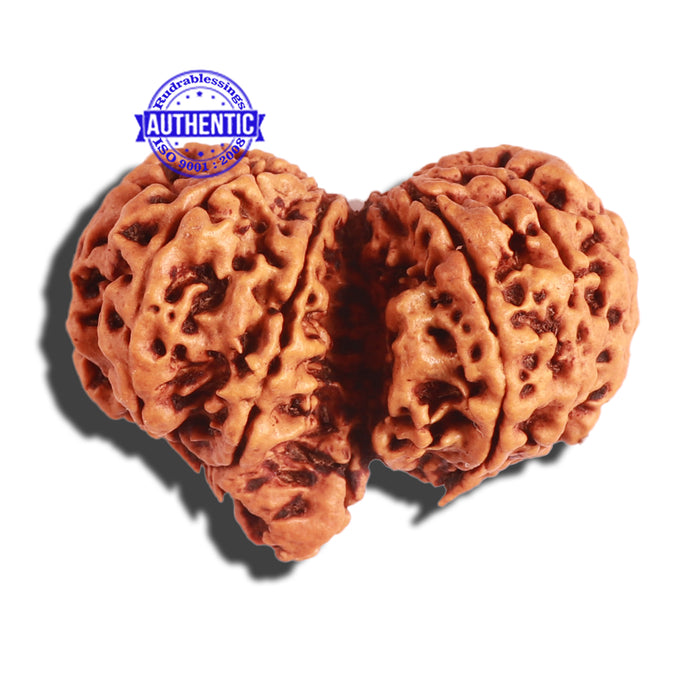 Gaurishankar Rudraksha with Ganesha - Bead No. 188