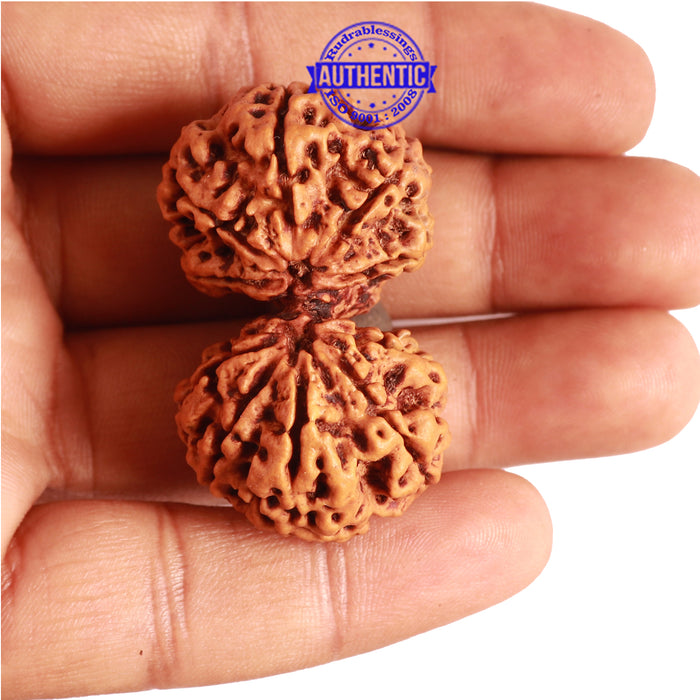 Gaurishankar Rudraksha with Ganesha - Bead No. 188