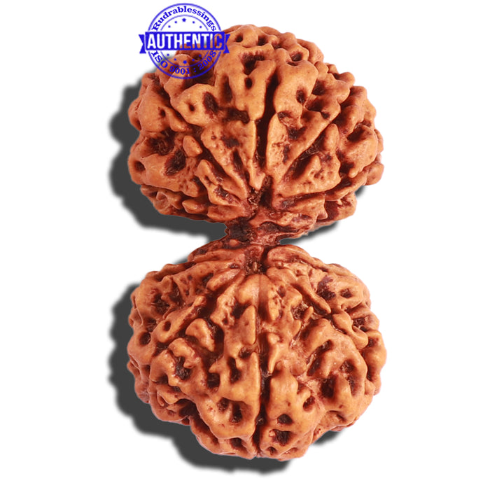 Gaurishankar Rudraksha with Ganesha - Bead No. 188