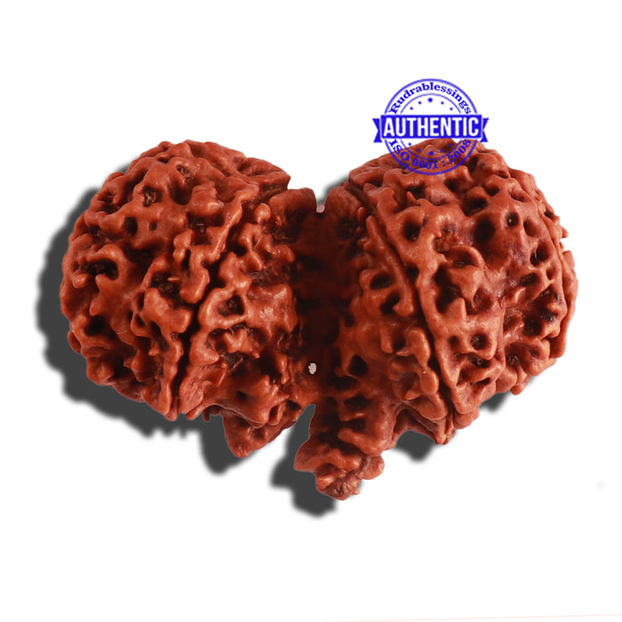 Gaurishankar Rudraksha with Ganesha - Bead No. 189