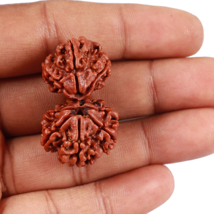 Gaurishankar Rudraksha with 8 Mukhi - Bead No. 37