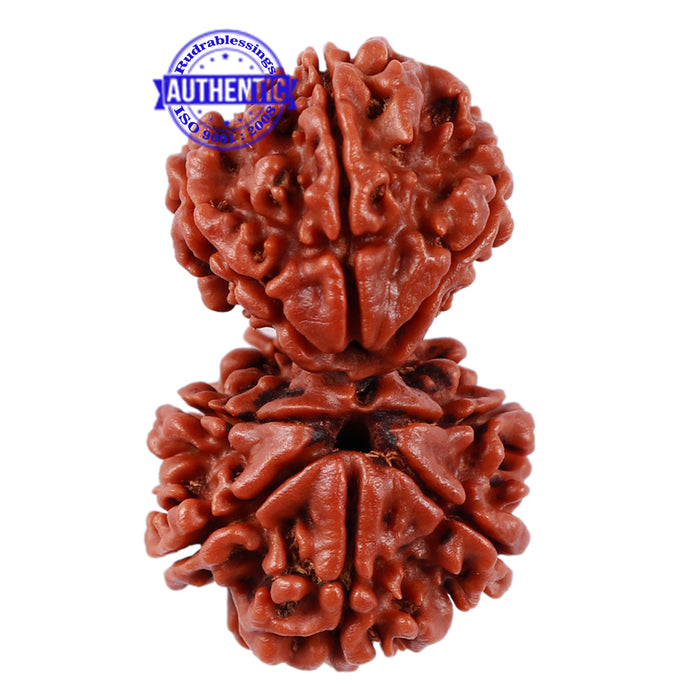 Gaurishankar Rudraksha with 8 Mukhi - Bead No. 37