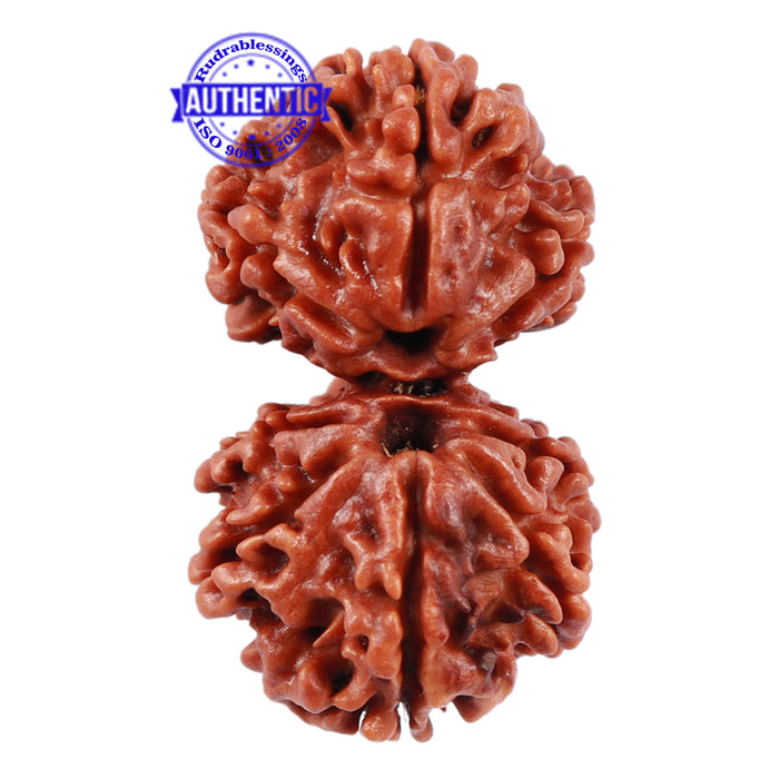 Gaurishanker Rudraksha with 8 Mukhi - Bead No. 44