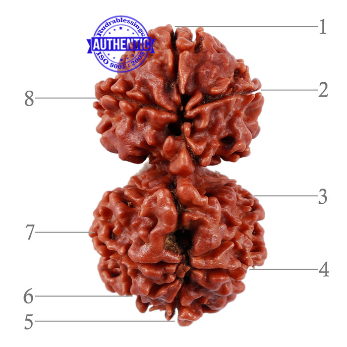 Gaurishanker Rudraksha with 8 Mukhi - Bead No. 44