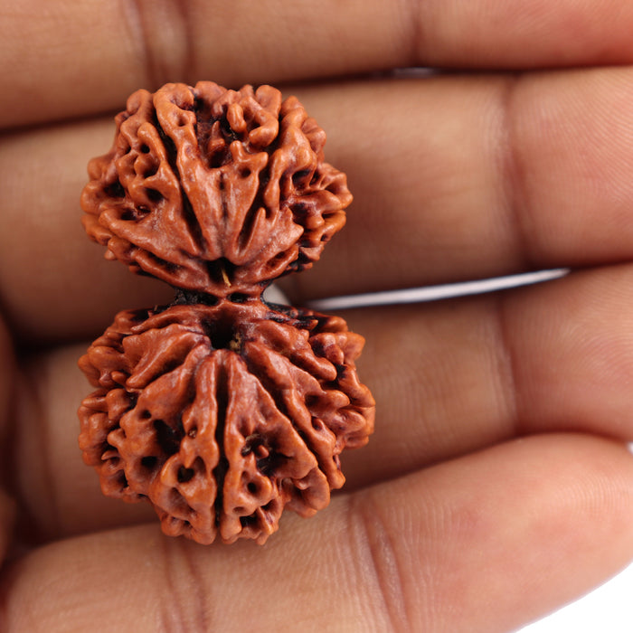 Gaurishanker  Nepalese Rudraksha Bead No. 46