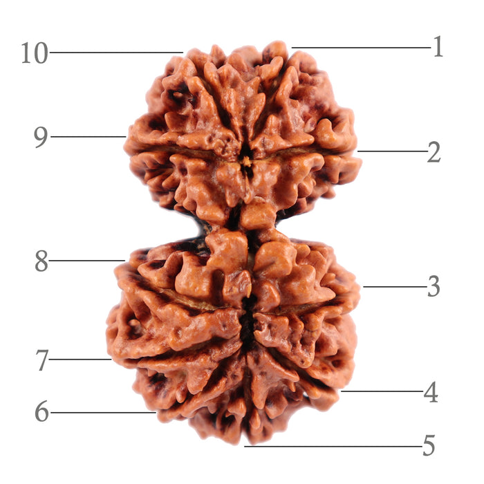 Gaurishanker  Nepalese Rudraksha Bead No. 46