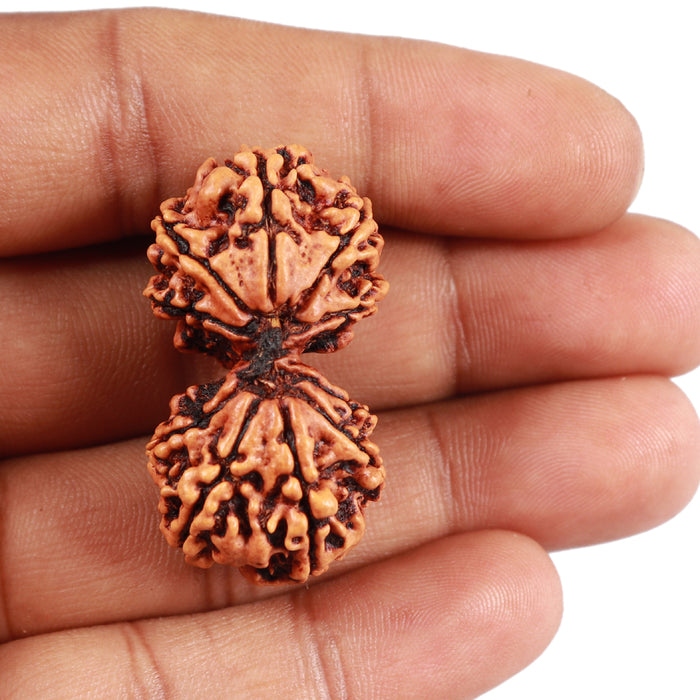 Gaurishanker Nepalese Rudraksha - Bead No. 48