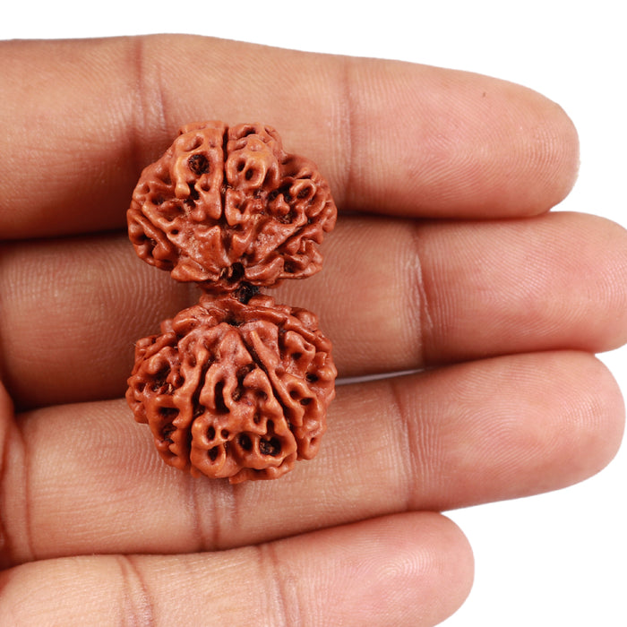 Gaurishankar Rudraksha with 7 Mukhi - Bead No. 50