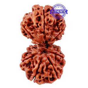 Gaurishankar Rudraksha with 7 Mukhi - Bead No. 50