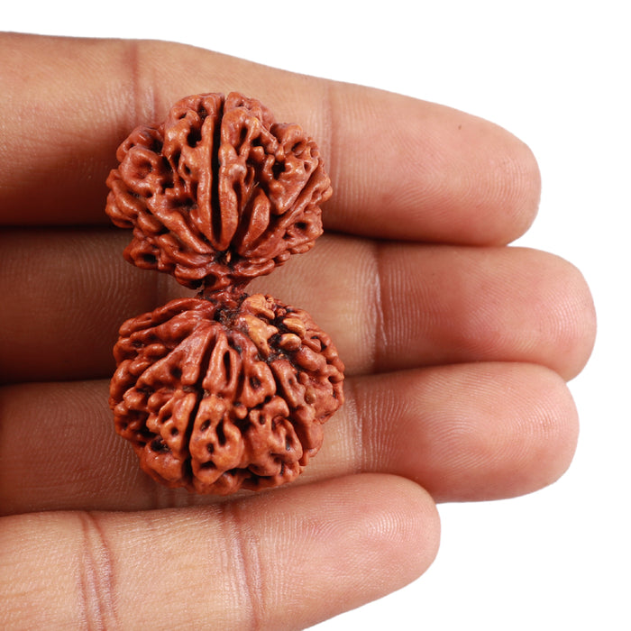 Gaurishanker Nepalese Rudraksha - Bead No. 52