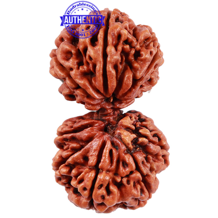 Gaurishanker Nepalese Rudraksha - Bead No. 52