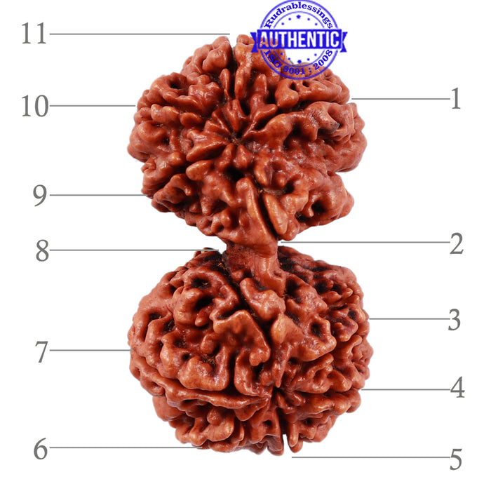 Gaurishanker Nepalese Rudraksha - Bead No. 52