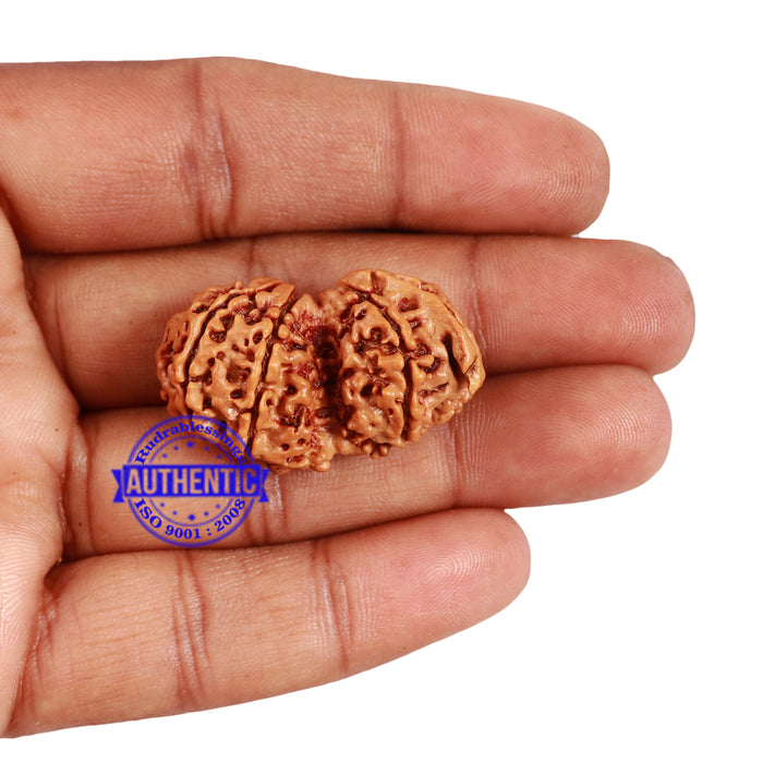9 Mukhi Gaurishankar Rudraksha with Ganesha  - Bead No. 79