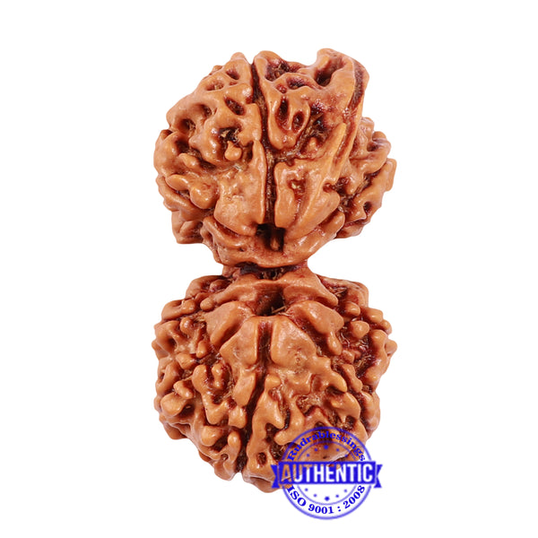 9 Mukhi Gaurishankar Rudraksha with Ganesha  - Bead No. 79
