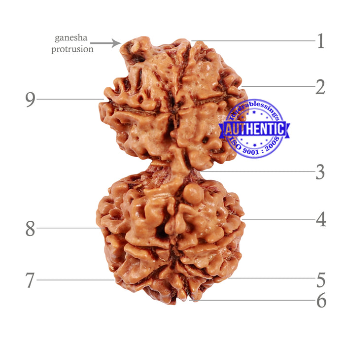 9 Mukhi Gaurishankar Rudraksha with Ganesha  - Bead No. 79