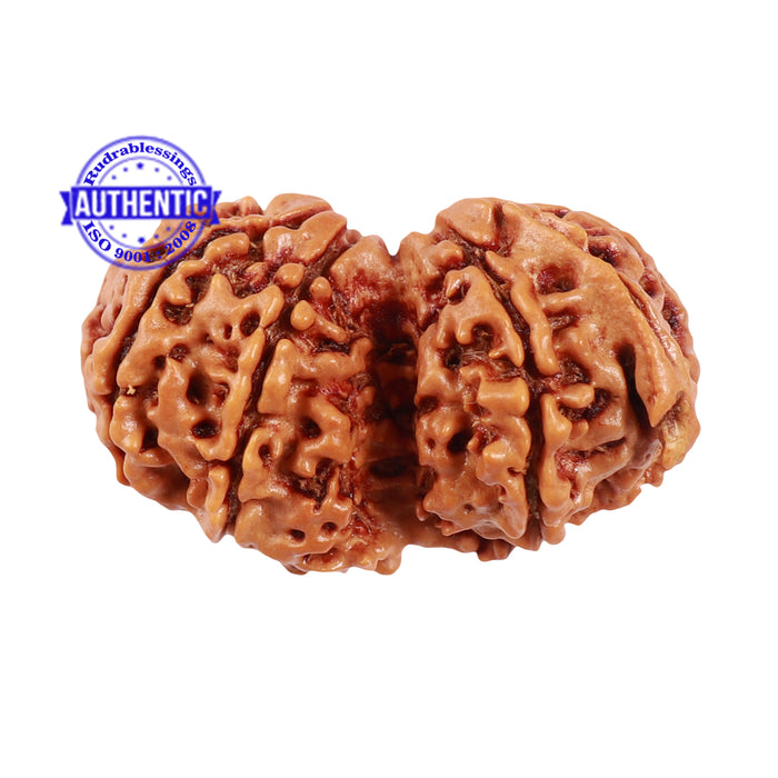 9 Mukhi Gaurishankar Rudraksha with Ganesha  - Bead No. 79