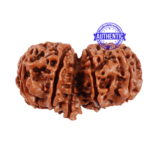 11 Mukhi Gaurishankar Rudraksha with Ganesha  - Bead No. 80
