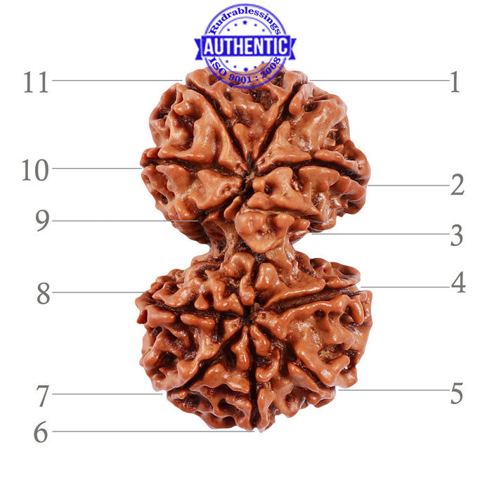 11 Mukhi Gaurishankar Rudraksha with Ganesha  - Bead No. 80
