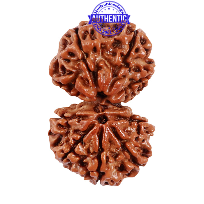 11 Mukhi Gaurishankar Rudraksha with Ganesha  - Bead No. 80