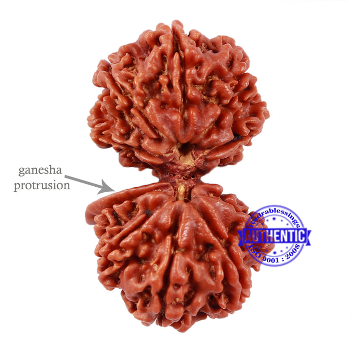 10 Mukhi Gaurishankar Rudraksha with Ganesha  - Bead No. 81