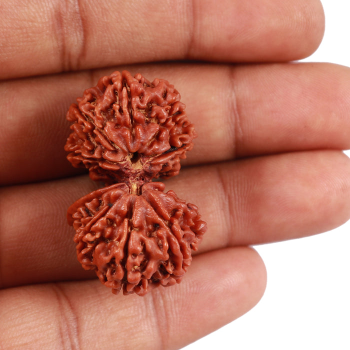 10 Mukhi Gaurishankar Rudraksha with Ganesha  - Bead No. 81