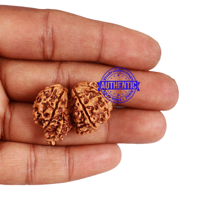 9 Mukhi Gaurishankar Rudraksha with Ganesha  - Bead No. 81