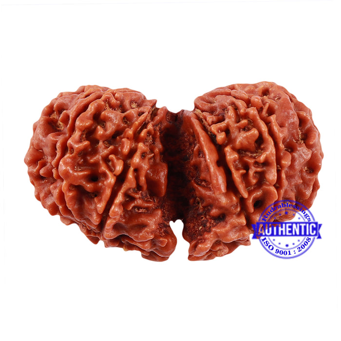 10 Mukhi Gaurishankar Rudraksha with Ganesha  - Bead No. 81