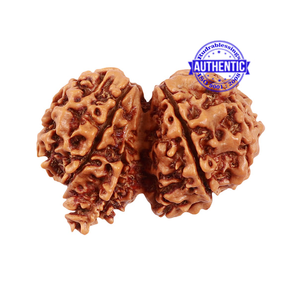 9 Mukhi Gaurishankar Rudraksha with Ganesha  - Bead No. 81