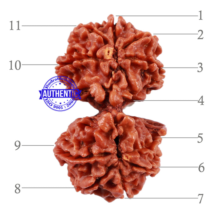 10 Mukhi Gaurishankar Rudraksha with Ganesha  - Bead No. 81