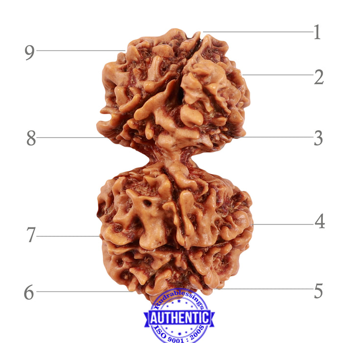 9 Mukhi Gaurishankar Rudraksha with Ganesha  - Bead No. 81