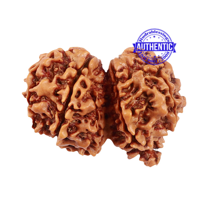 9 Mukhi Gaurishankar Rudraksha with Ganesha  - Bead No. 81
