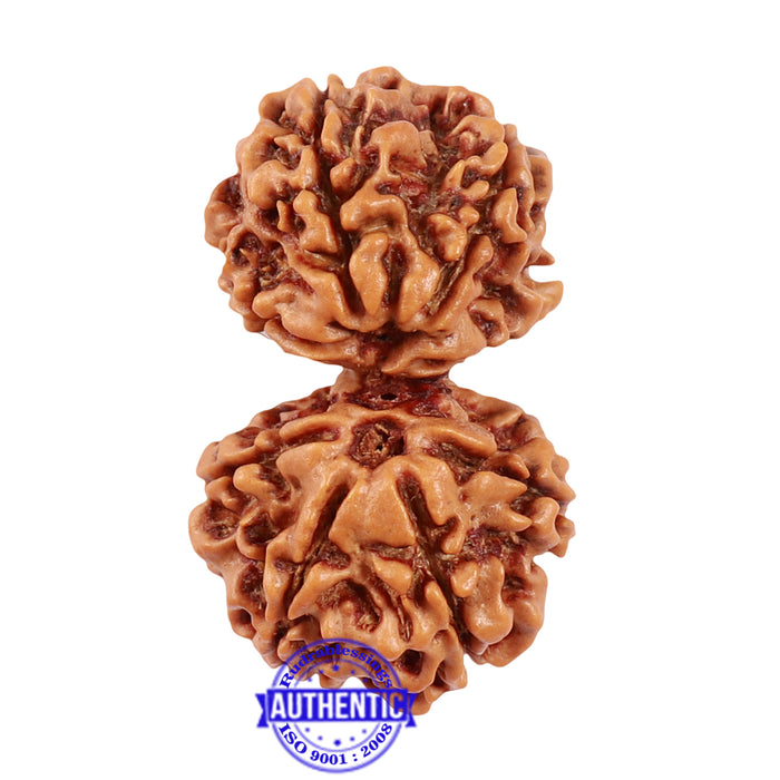 9 Mukhi Gaurishankar Rudraksha with Ganesha  - Bead No. 81