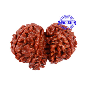 10 Mukhi Gaurishankar Rudraksha with Ganesha  - Bead No. 82