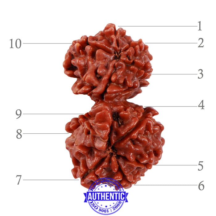 10 Mukhi Gaurishankar Rudraksha with Ganesha  - Bead No. 82
