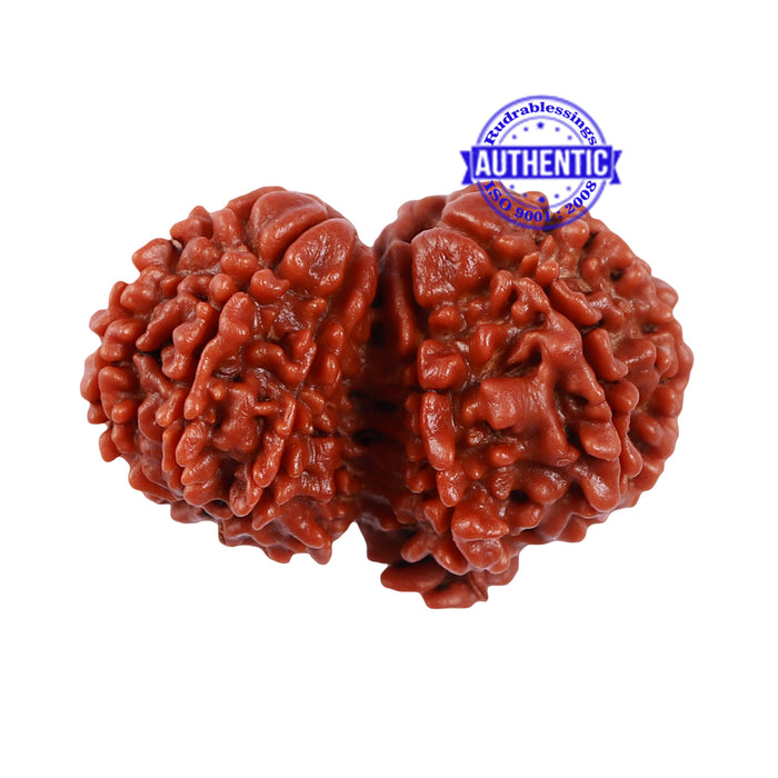 10 Mukhi Gaurishankar Rudraksha with Ganesha  - Bead No. 82