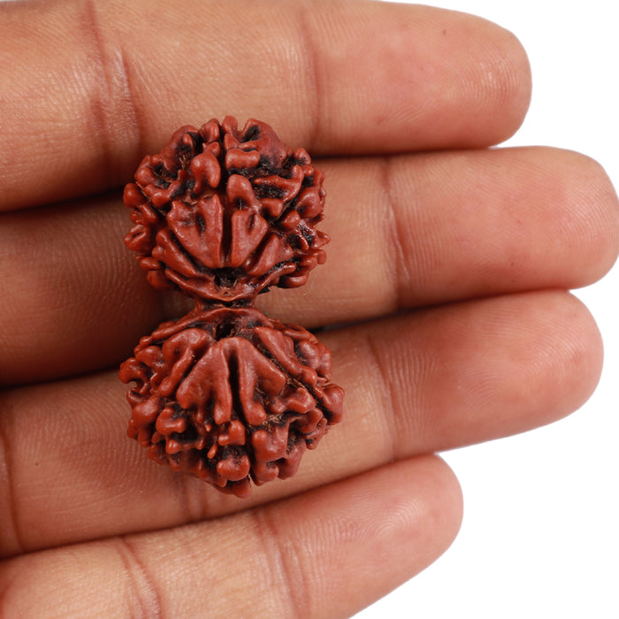 Gaurishanker Nepalese Rudraksha - Bead No. 83