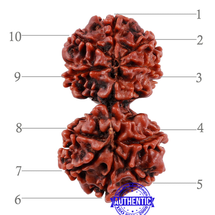 Gaurishanker Nepalese Rudraksha - Bead No. 83