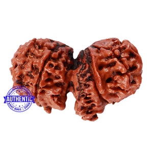 12 Mukhi Gaurishankar Rudraksha with Ganesha  - Bead No. 84