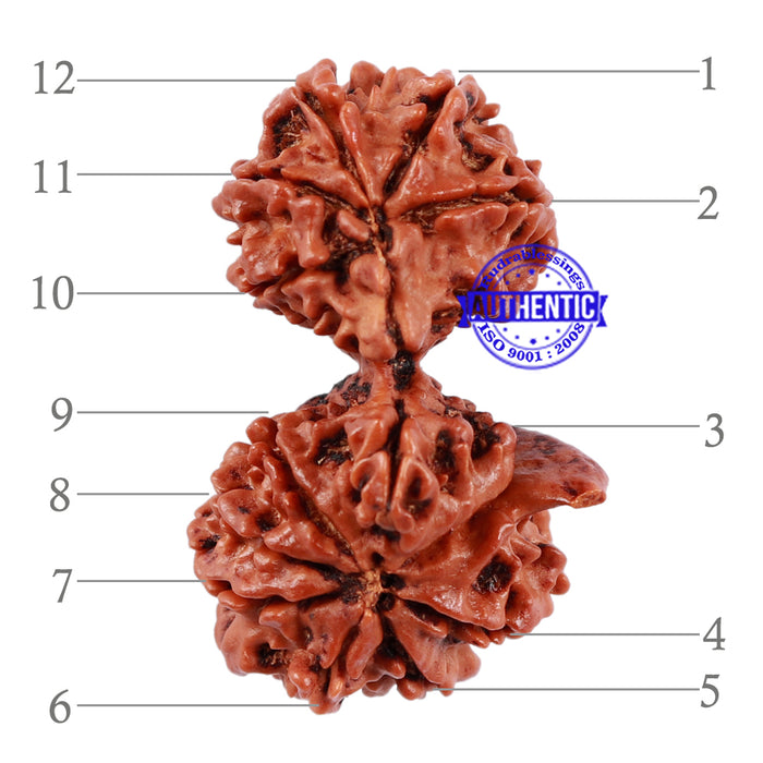 12 Mukhi Gaurishankar Rudraksha with Ganesha  - Bead No. 84