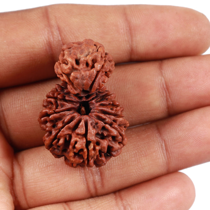 Gaurishankar Rudraksha with 10 Mukhi - Bead No. 85