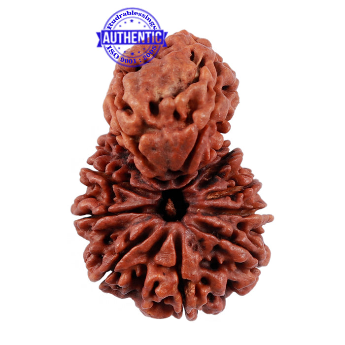 Gaurishankar Rudraksha with 10 Mukhi - Bead No. 85