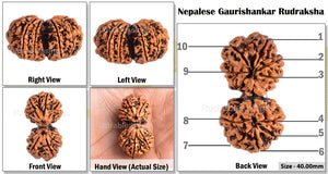 Gaurishanker  Nepalese Rudraksha Bead No. - 148