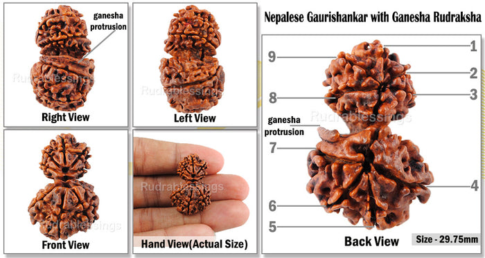 9 Mukhi Gaurishanker Rudraksha with Ganesha - Bead No. 114