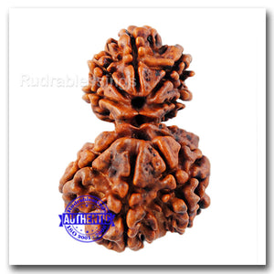 9 Mukhi Gaurishanker Rudraksha with Ganesha - Bead No. 114