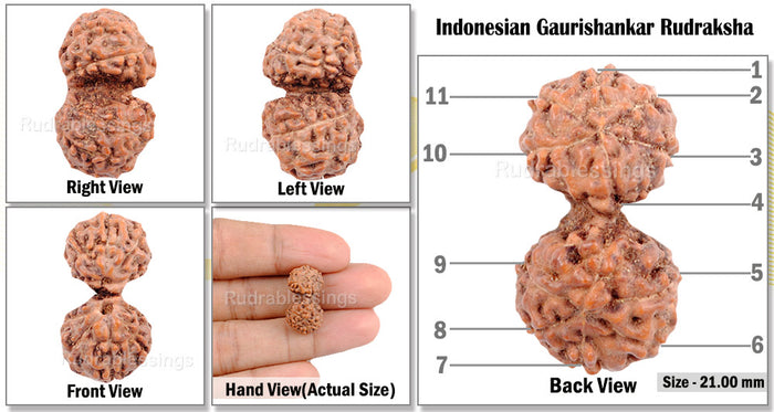 Gaurishanker Rudraksha from Indonesia - 75