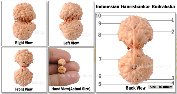 Gaurishanker Rudraksha from Indonesia - 50